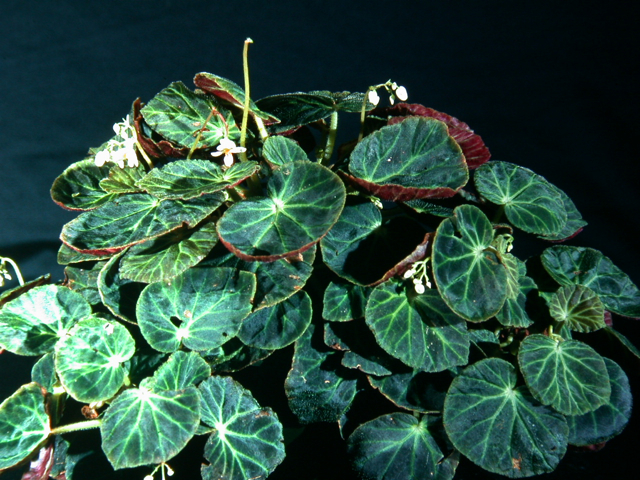 B. olsoniae
